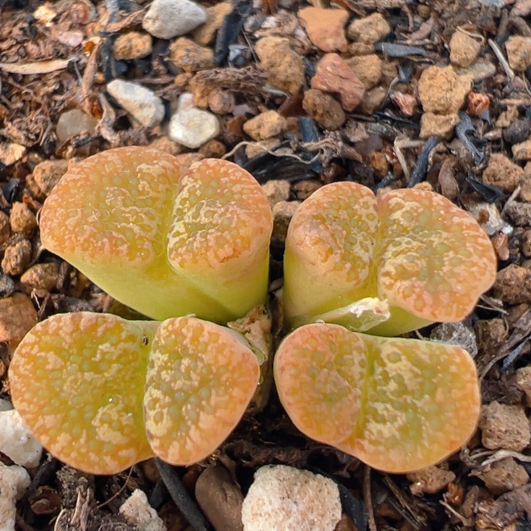 2008多肉植物百科勋章