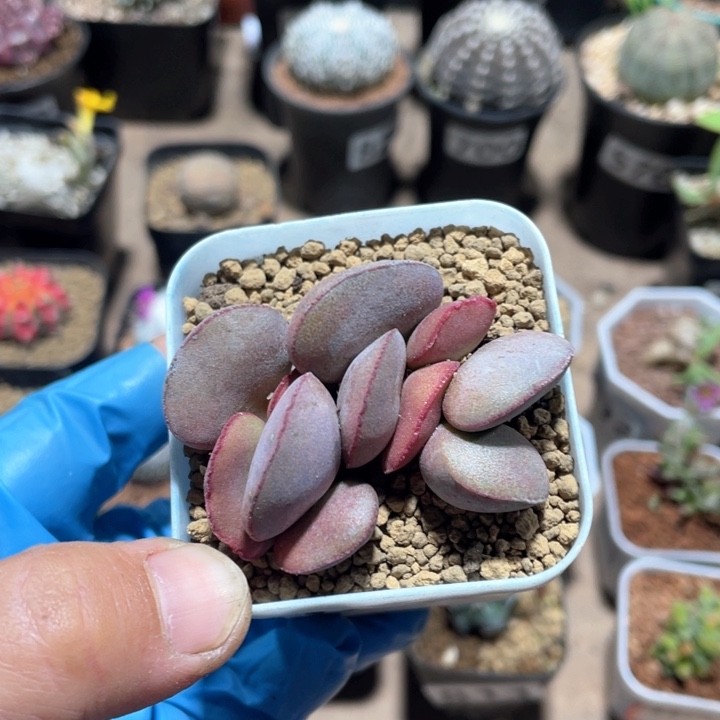 844红蛋多头植物