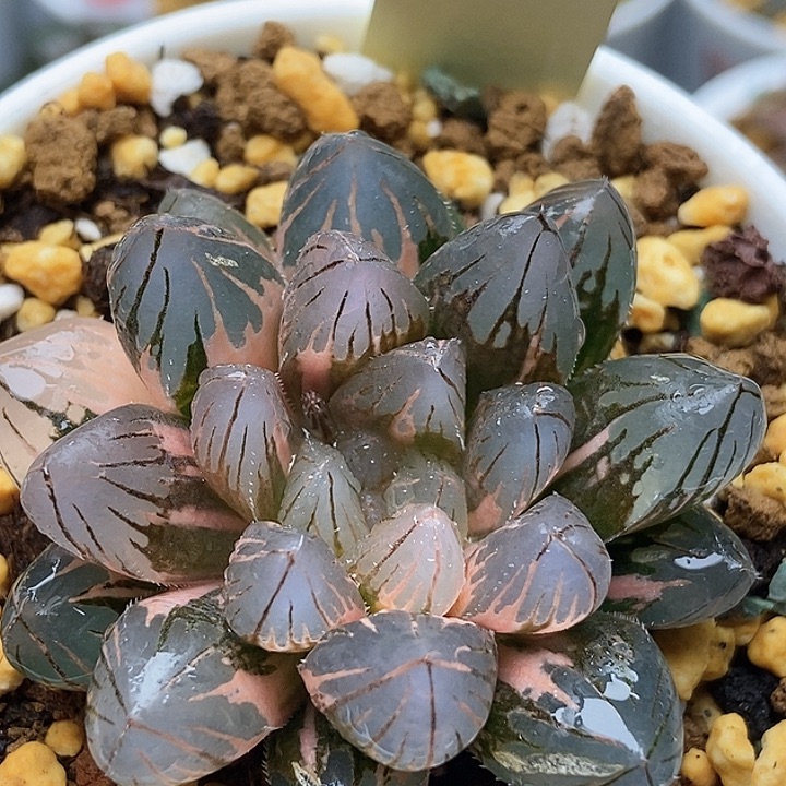 养***人霓虹灯28111111111111