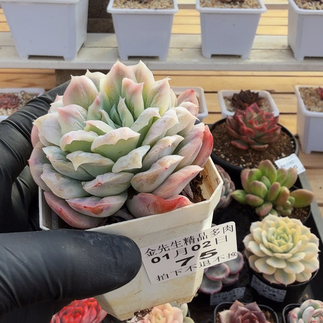 0102-76泡泡纱裙单头