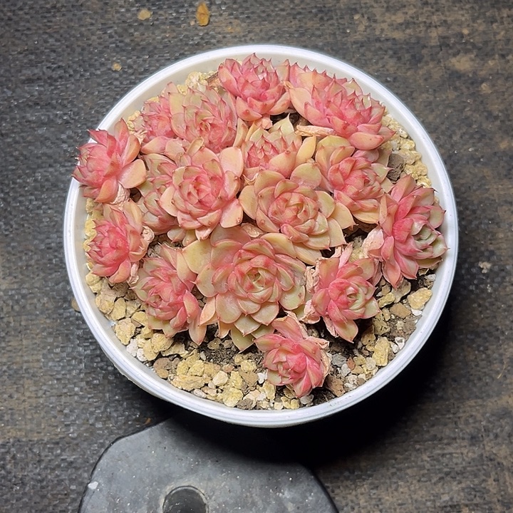 玛***雅多肉植物苯巴平头