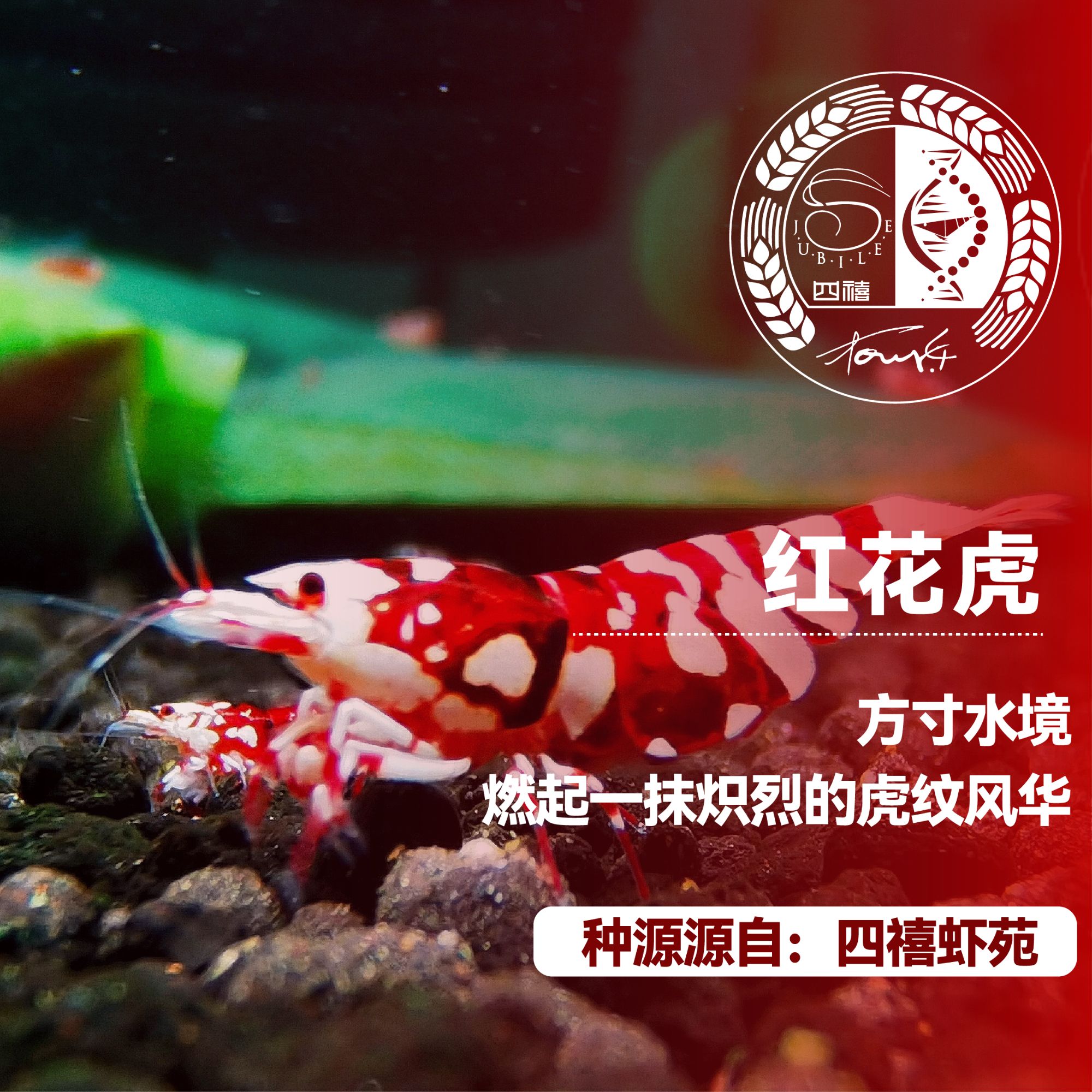 水晶虾【红花虎水晶虾】