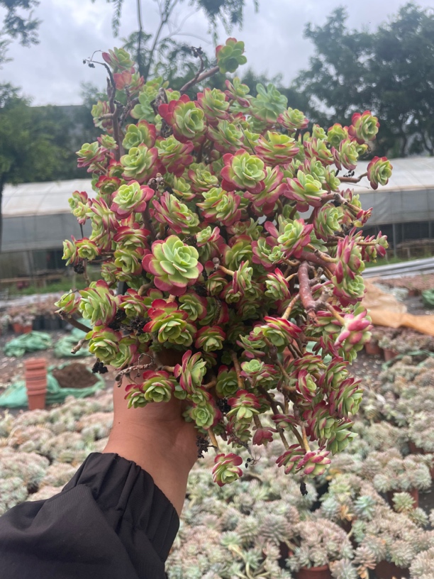 薄化妆波妞精品多肉植物大号