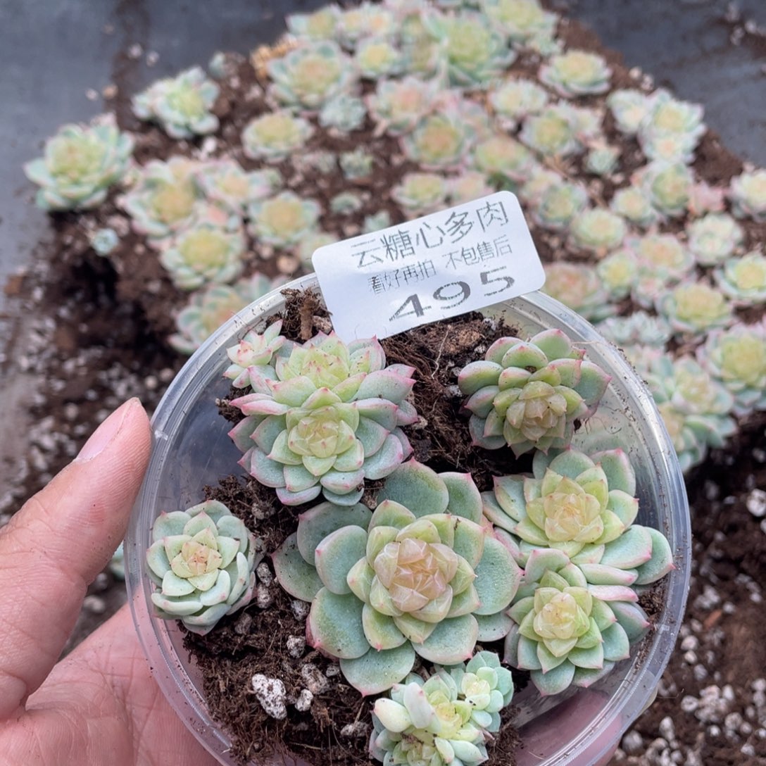 云糖心多肉植物495