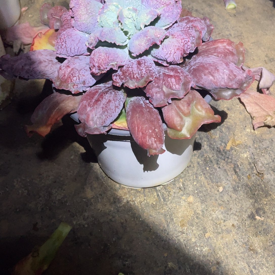 暖***A 61包菜多肉植物1挥