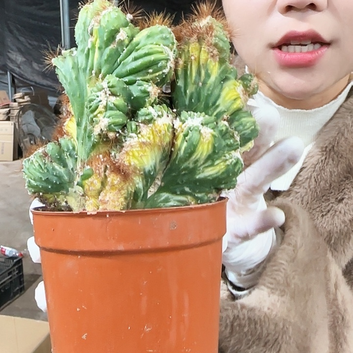 彩山影111111111111