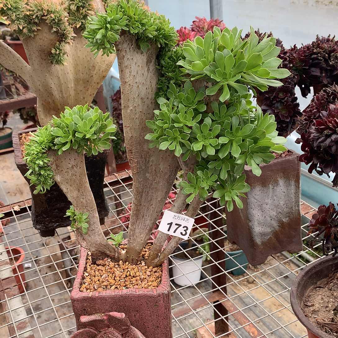 173原始绿缀化朵朵微瑕