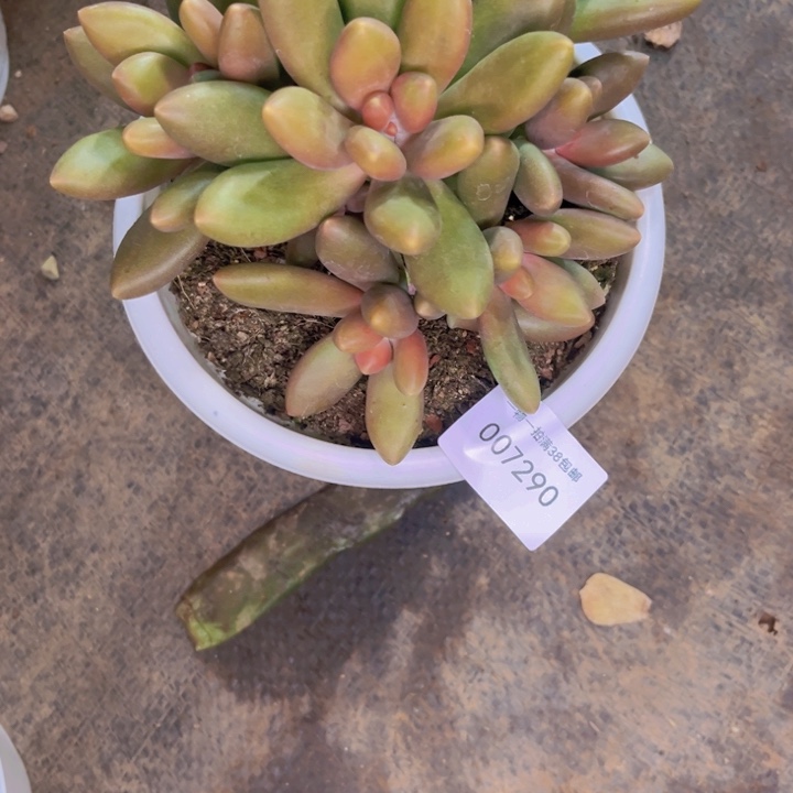 静****多肉一物一拍7290