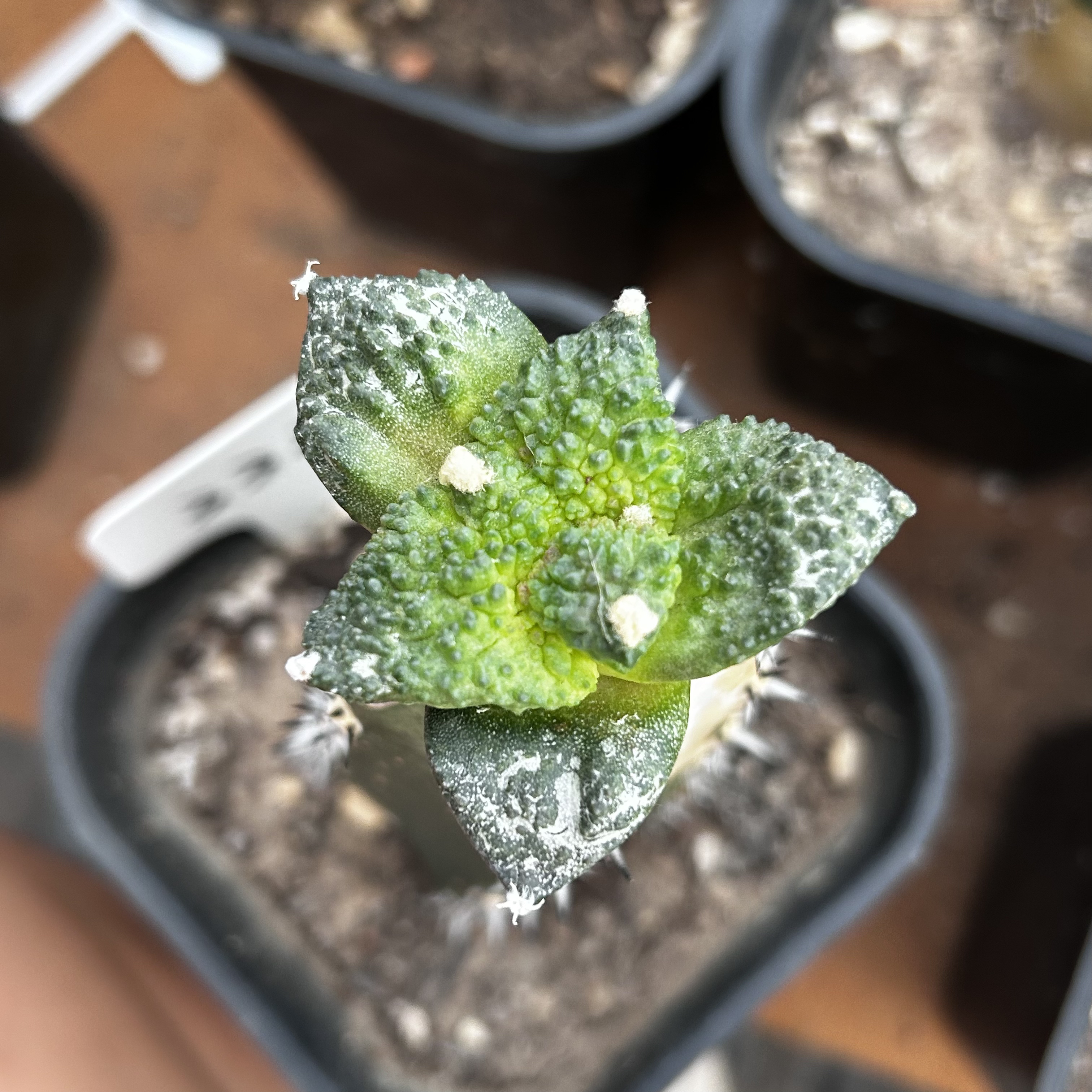 园艺仙人球/牡丹/密尤哥斯拉/b332