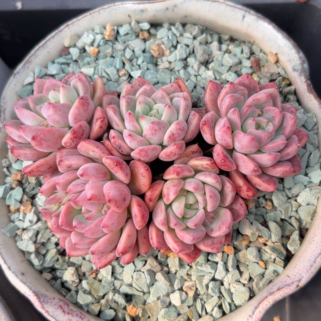 霜花精控多肉一物一拍