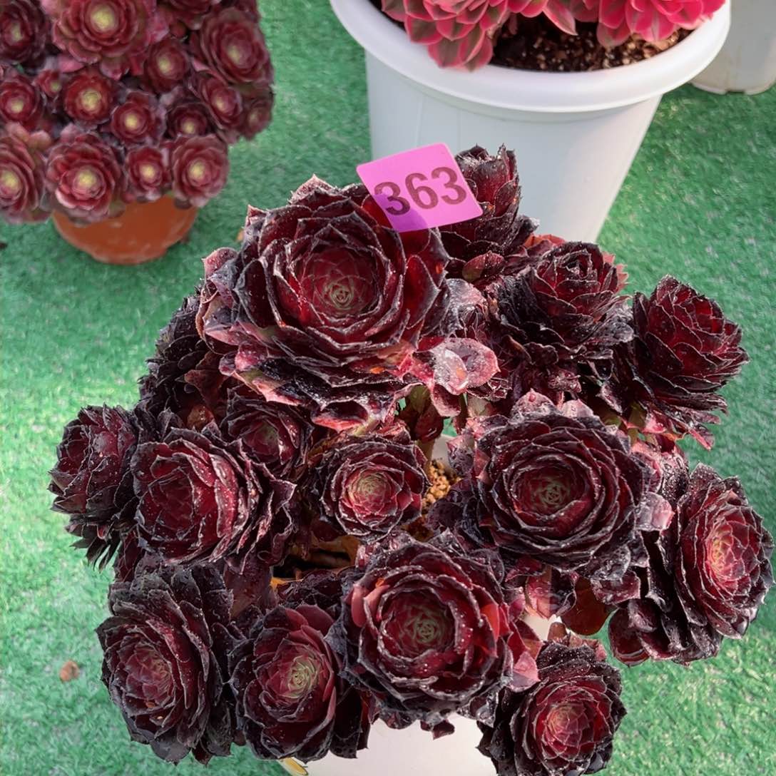 363黑美人法师多肉植物