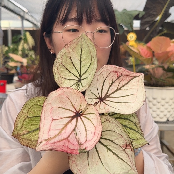 泰国彩叶芋12-0327