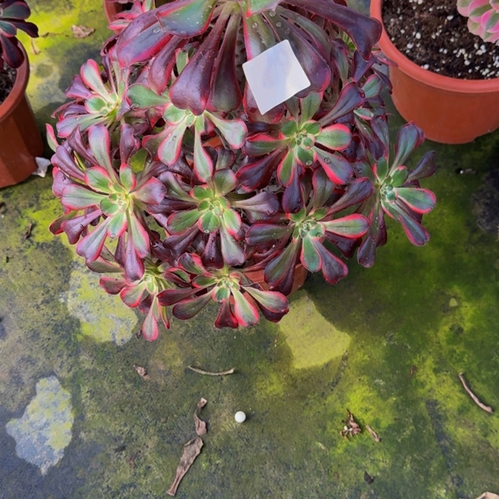 000000000000864丽娜