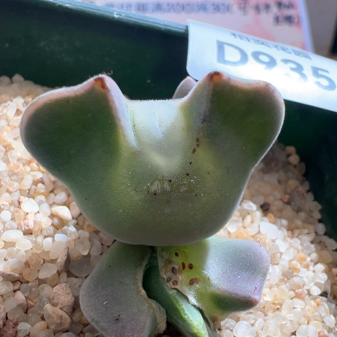 935。青蛙优选短耳大眼空蝉