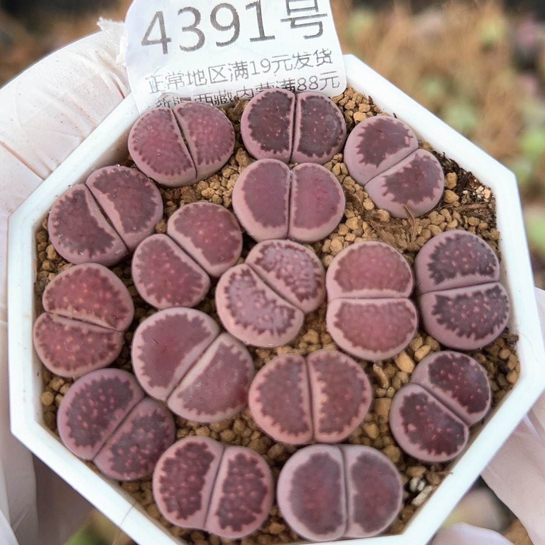 好养易活生石花大母本4391