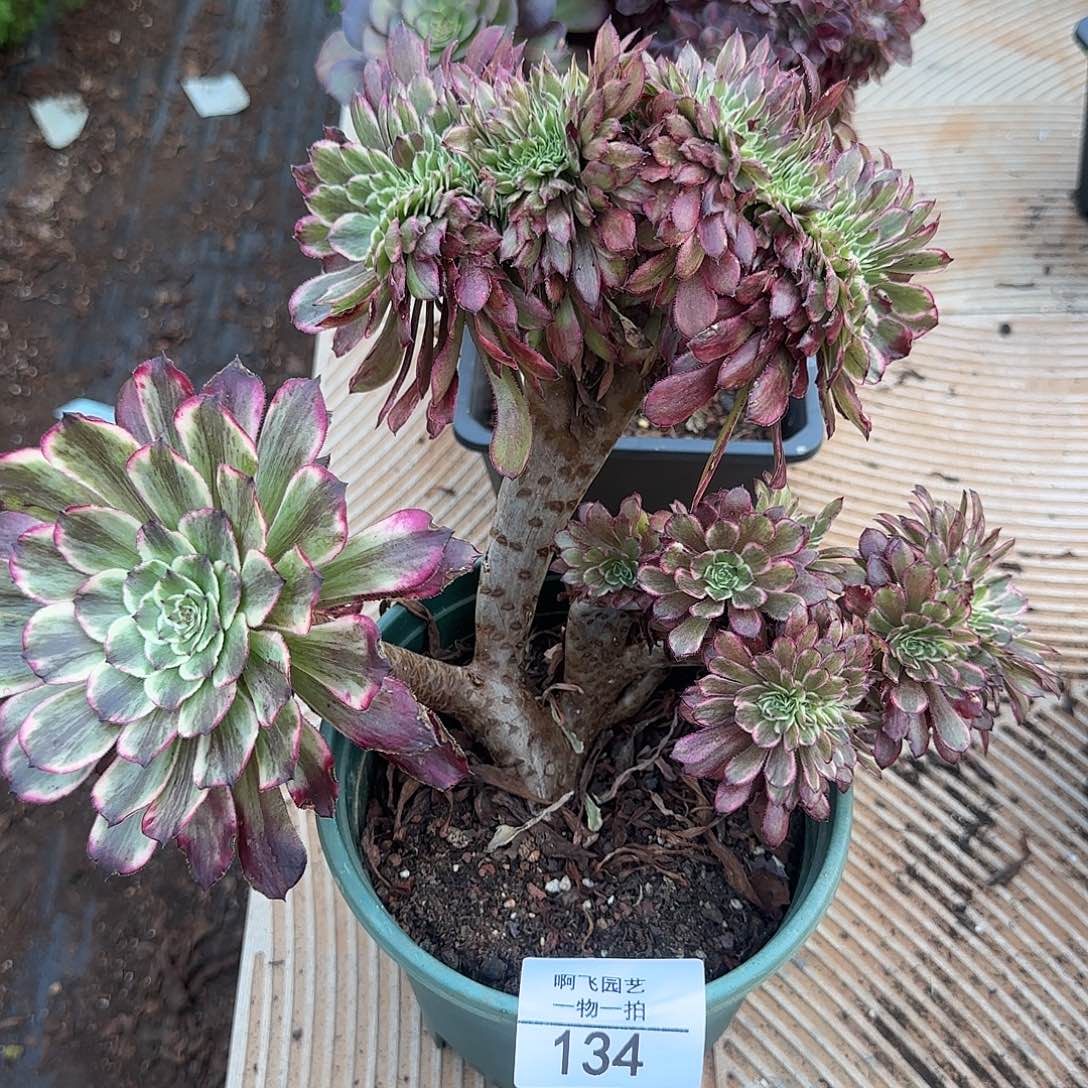 134多肉 水墨画缀福利