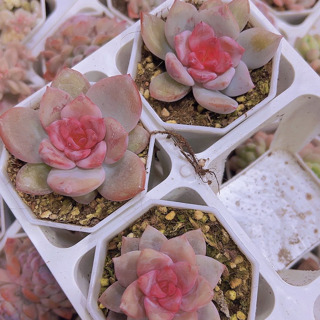 糖心雪天使19包邮