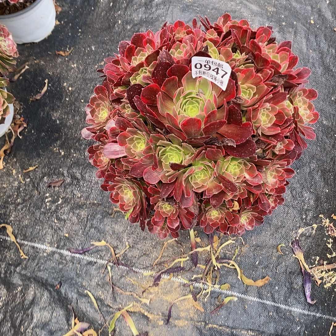 947安娜多肉法师锦多肉