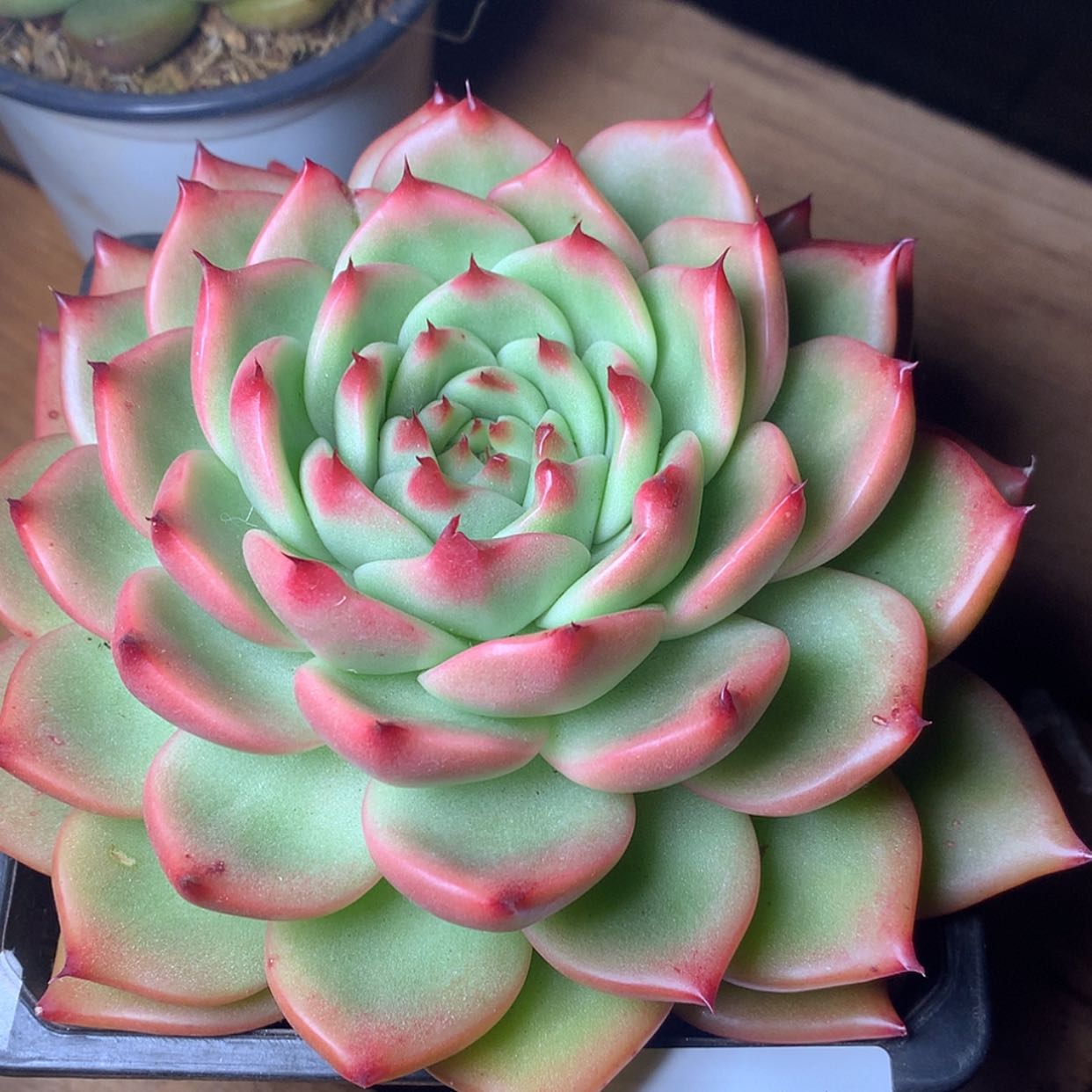 【闪购商品】云549号