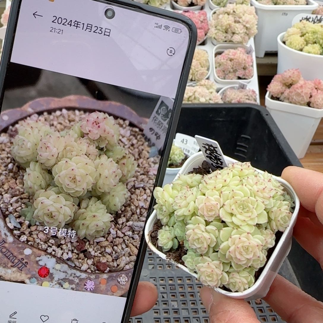 k***雯【闪购商品】0203-48（模特-3）