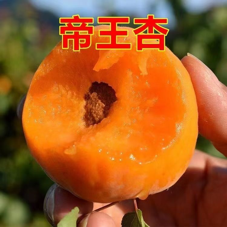 嫁接杏树苗大果新品种离核帝王杏子盆栽地栽南方北方种植当年结果