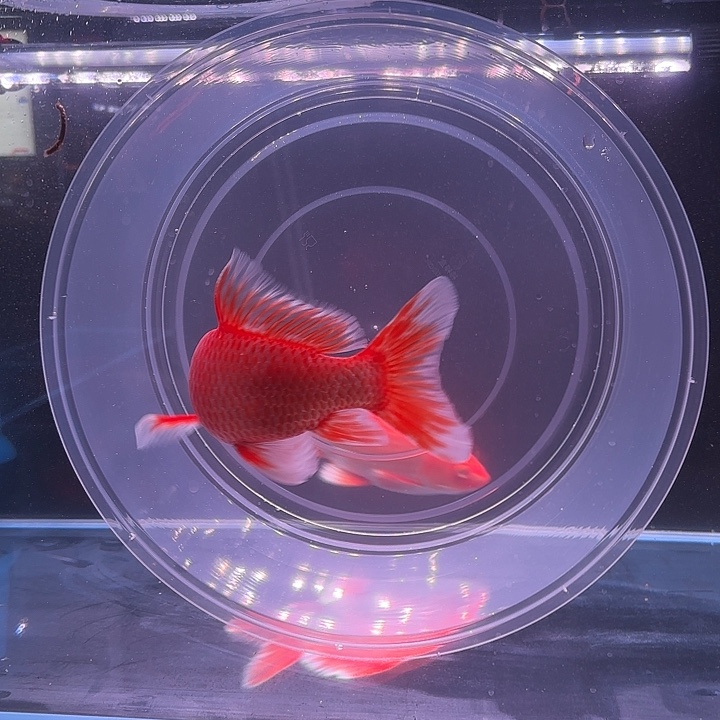 蝴蝶鲤21号蝴蝶鲤