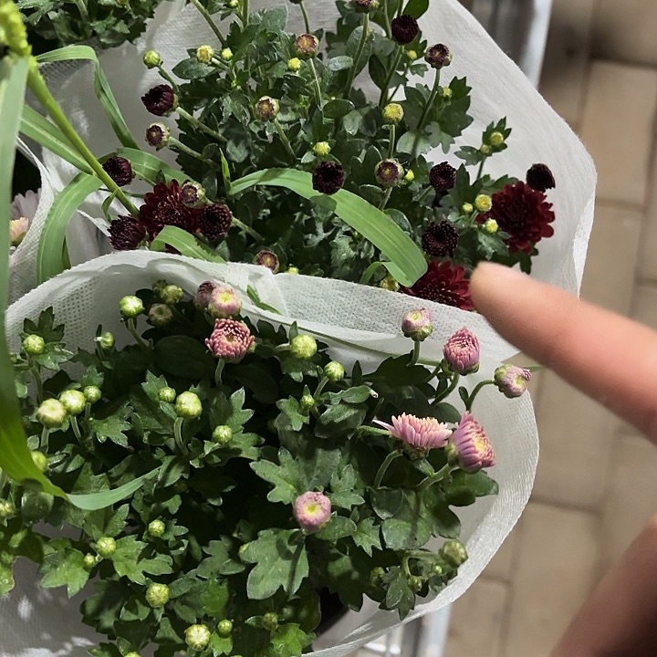 全部花苞球菊两盆两盆