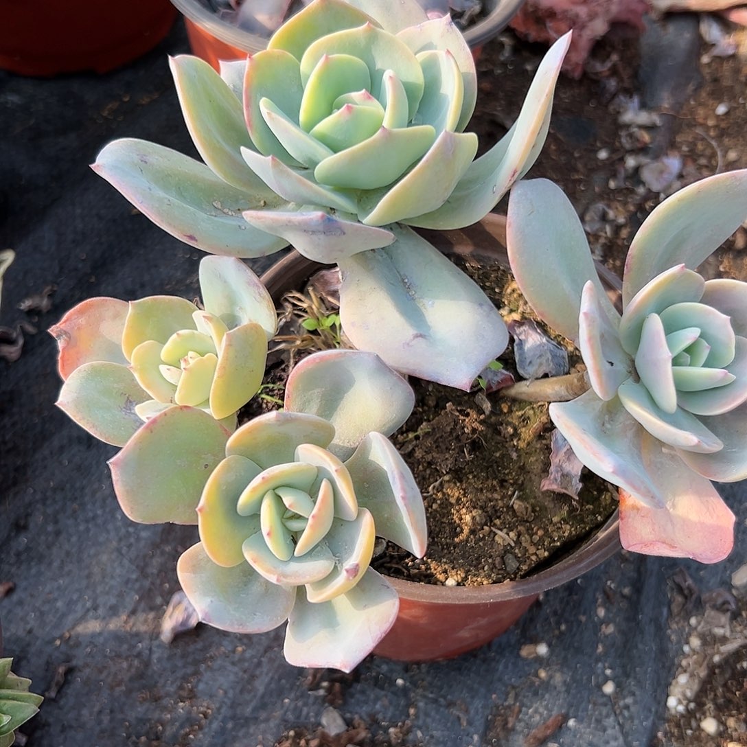 多肉植物白凤老庄