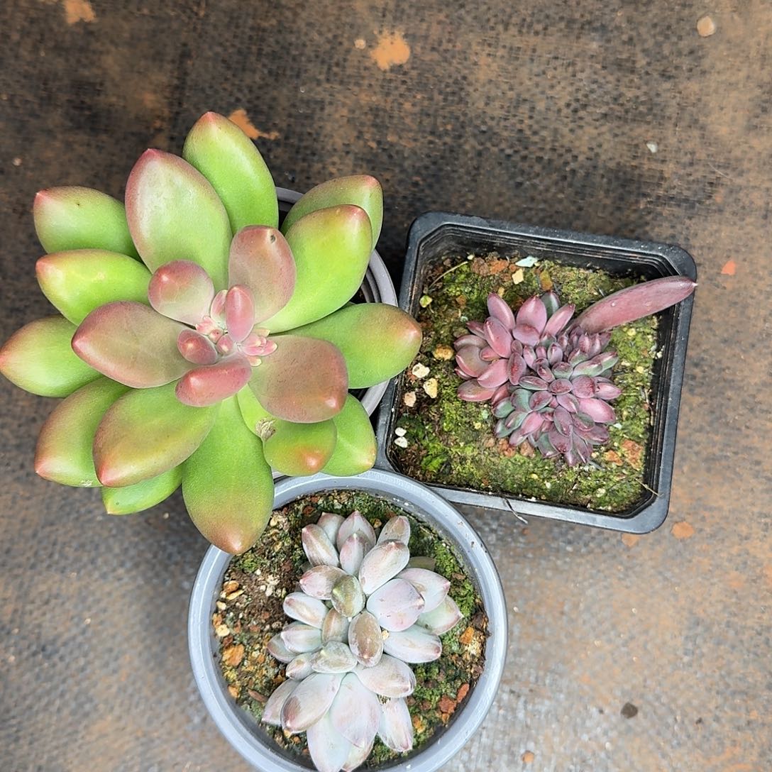 美肉组合3颗多肉植物