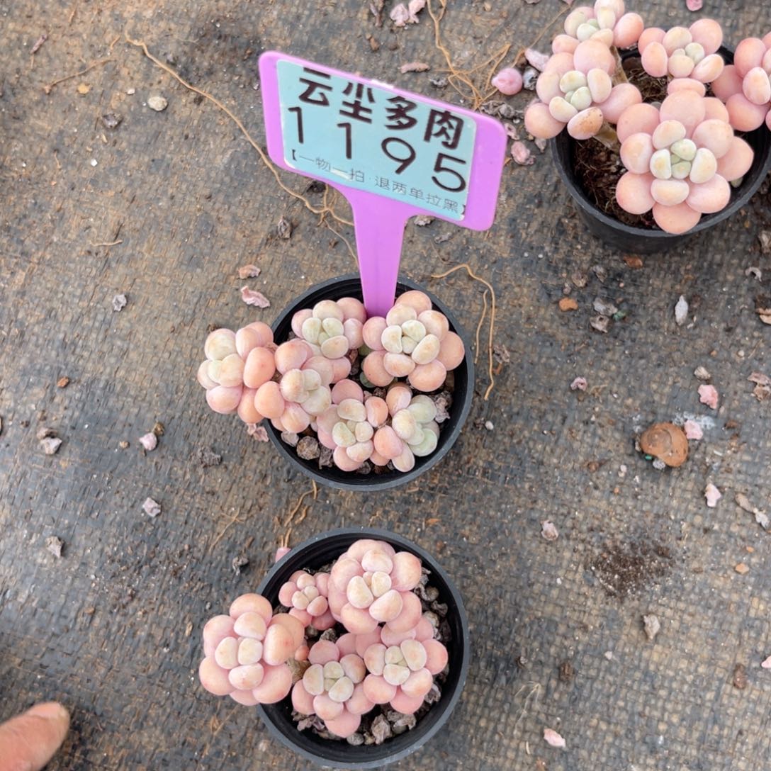 云尘多肉一物一拍1195，