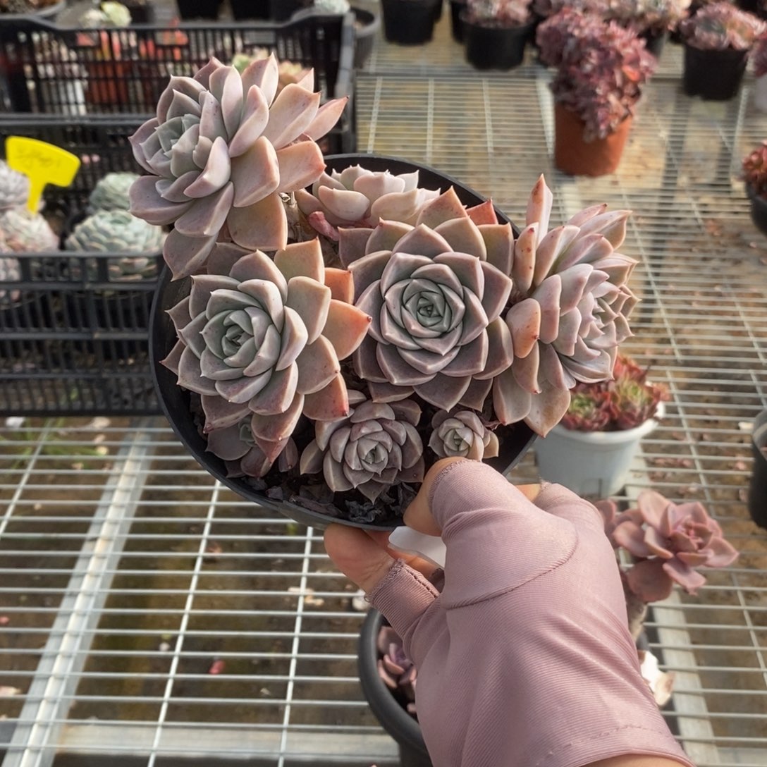 5580哈利沃森一物一拍