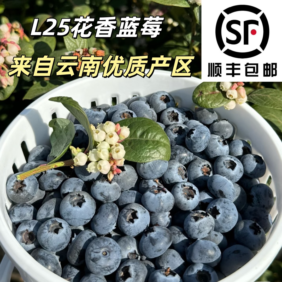 顺丰包邮云南鲜蓝莓L25花香蓝莓璀璨高山新鲜孕妇当季现摘现发云南省