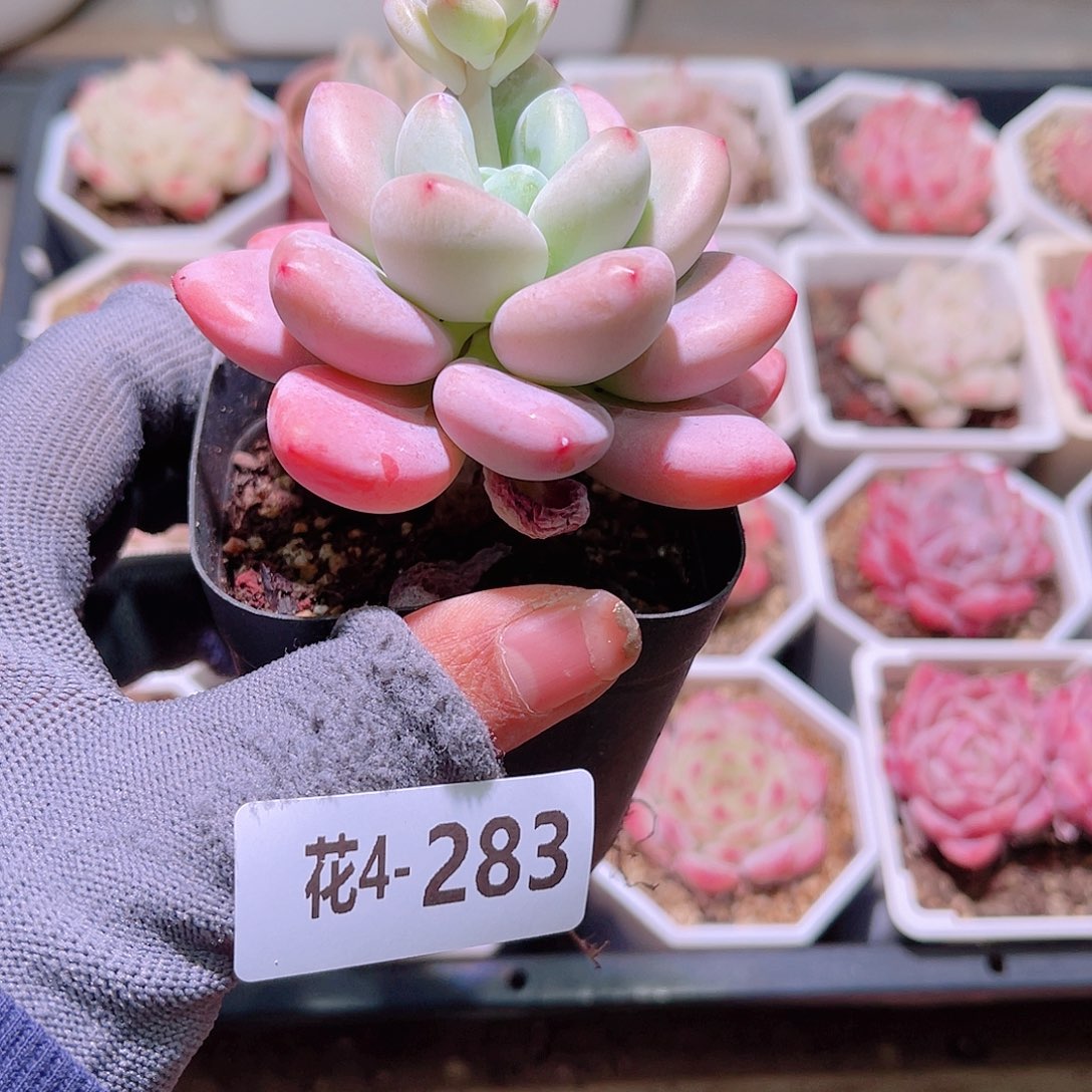 花04-283洛神单头
