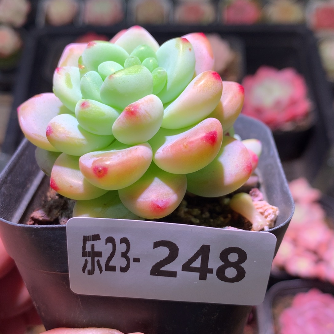 乐然23-248 罗琦 带仔