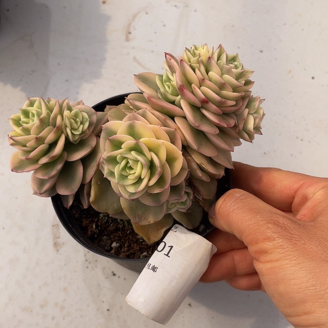 蜡牡丹锦01 多肉多肉多肉