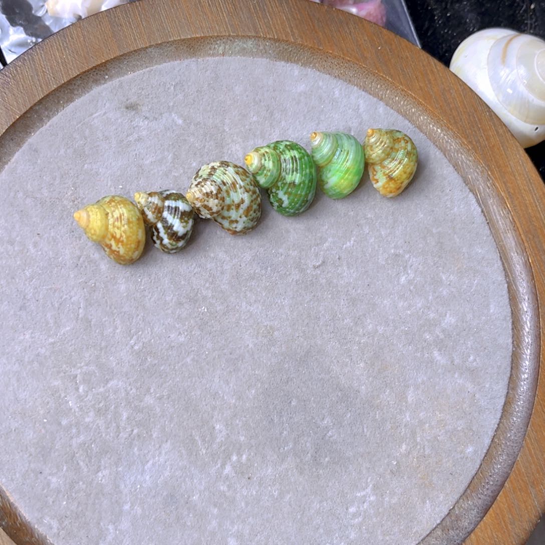 大理石磁石璇**儿天然贝壳海螺批发零售