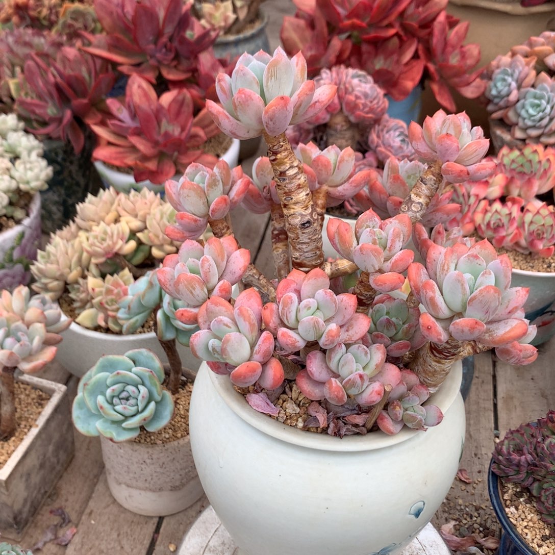 灰姑娘多肉植物ruhebm