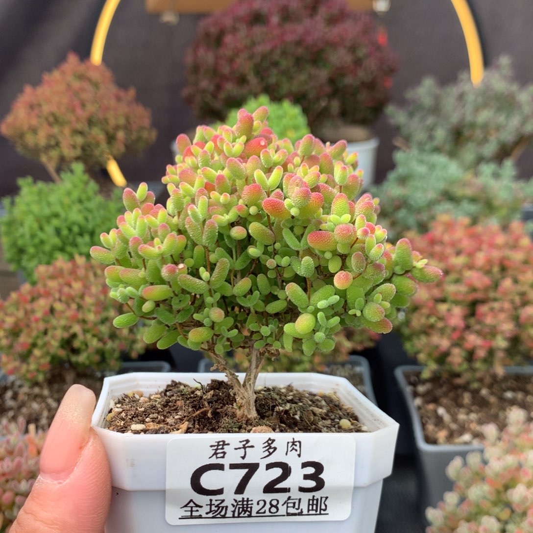 c723蜜橘枝干番杏