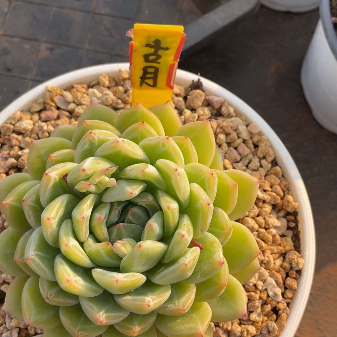 古*姐姐说她真的有男朋友