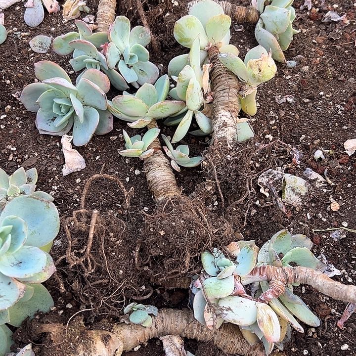 我****肉一堆血凤老桩。                
