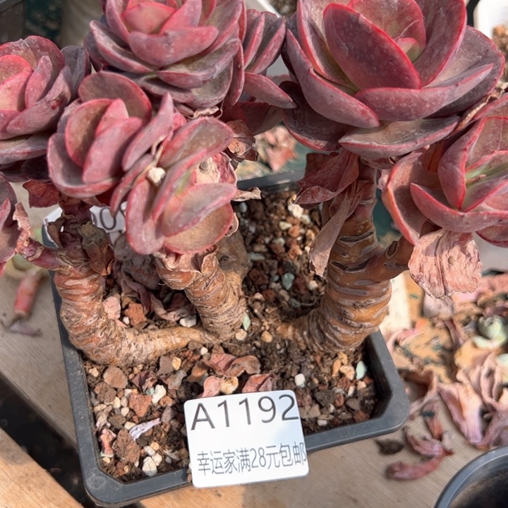 幸运的是我的朋友们