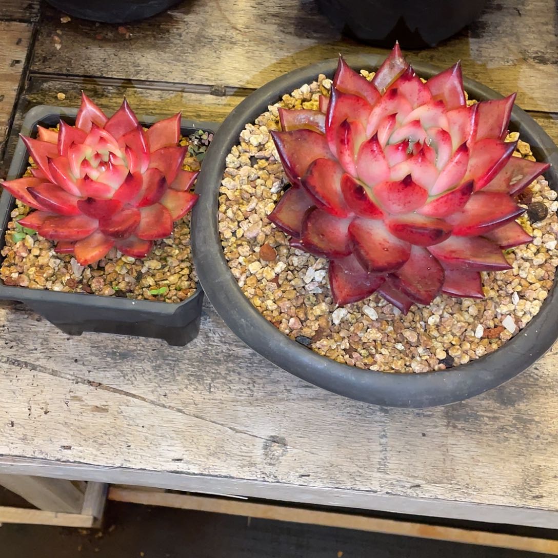 ༺***ད多肉植物一物一拍