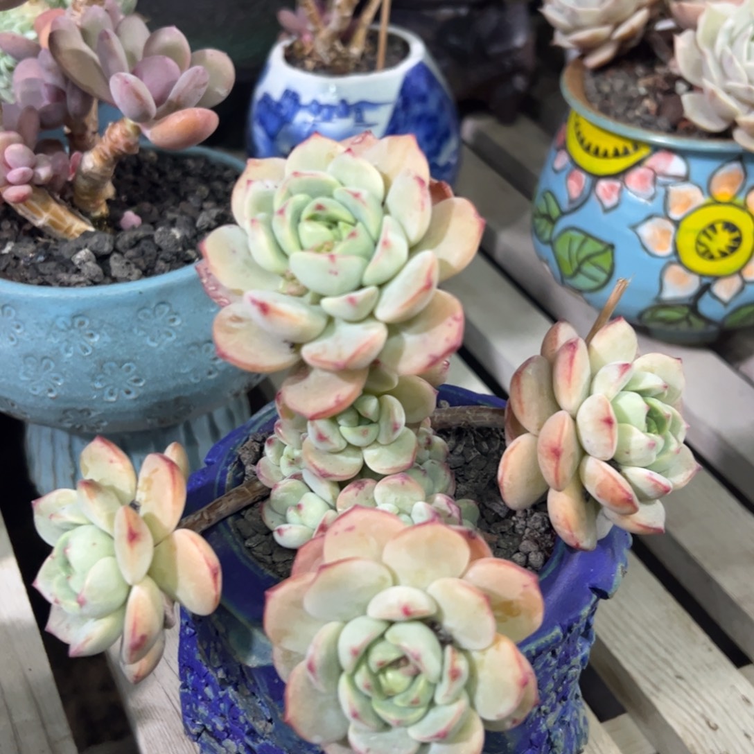 香草老桩群生多肉