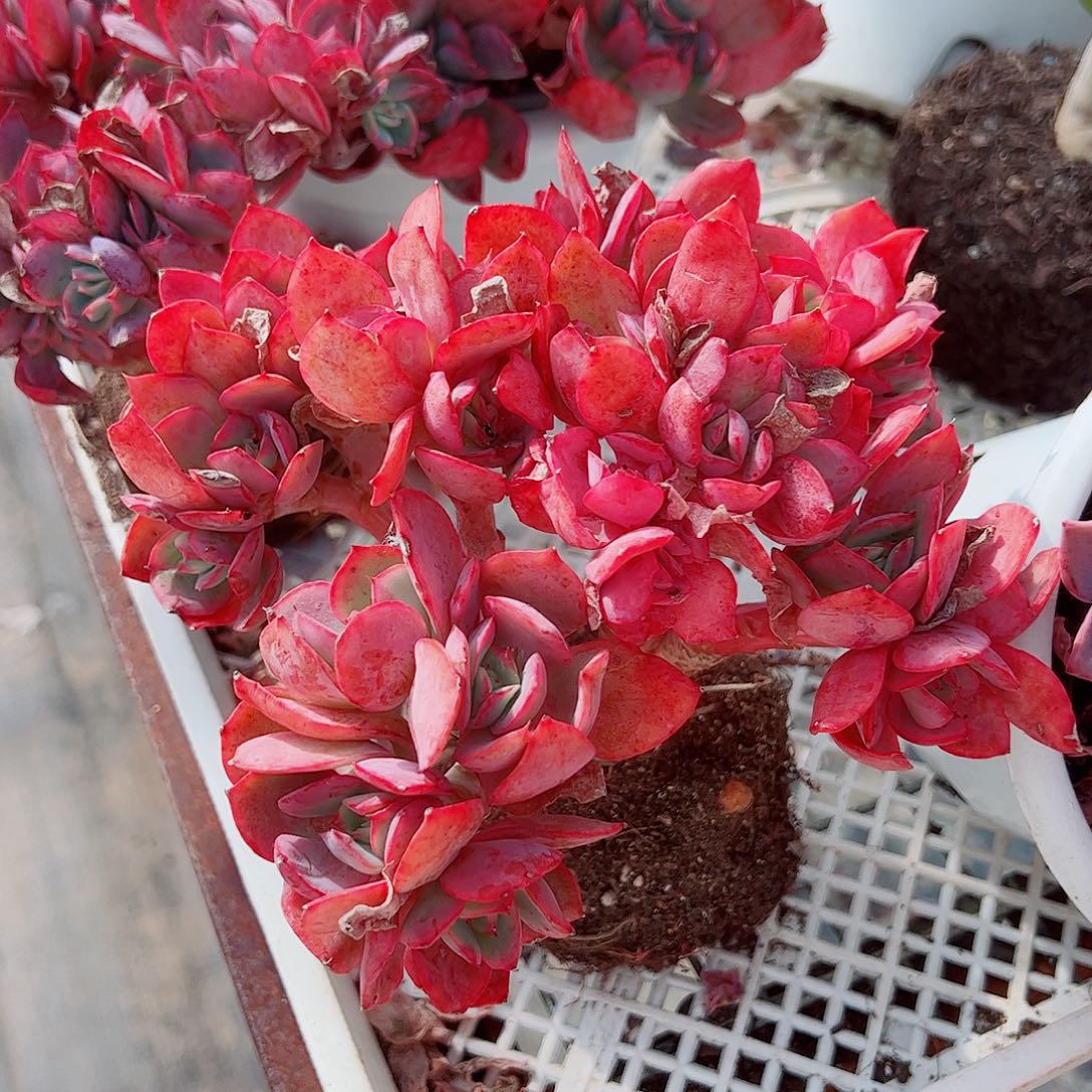 绮罗仙子朵朵缀精品特价