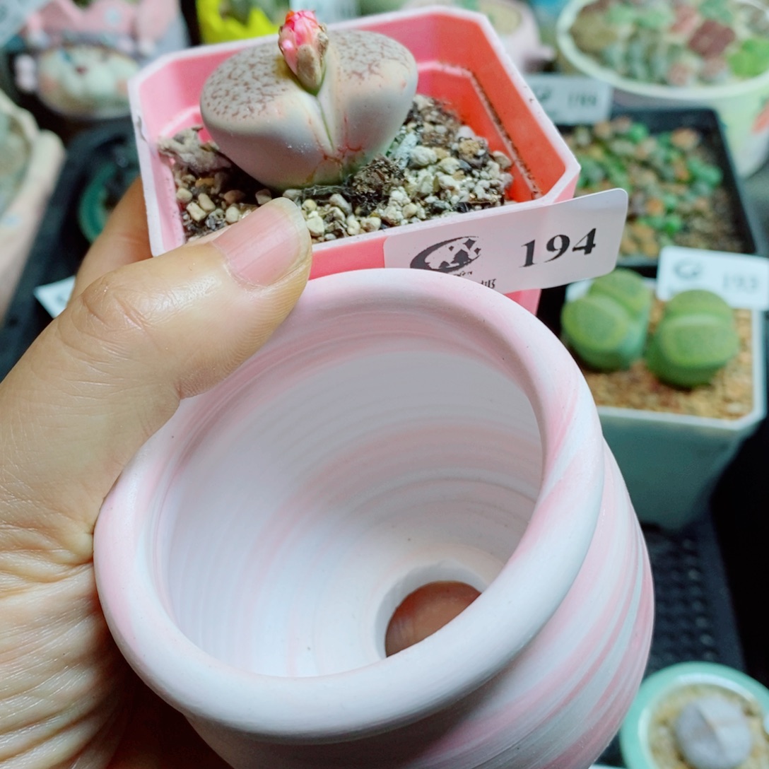 暖****生石花花花花花花花花194