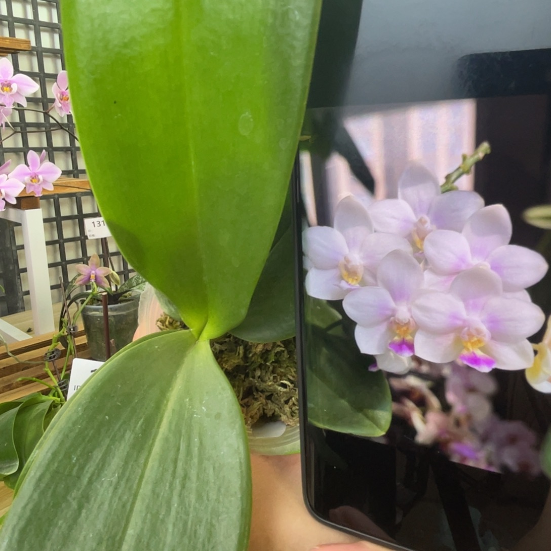 完全开放SWR雪花分生-881