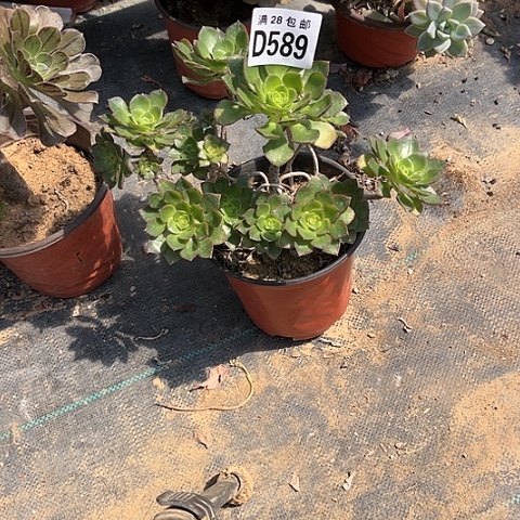 589青衣不包断枝