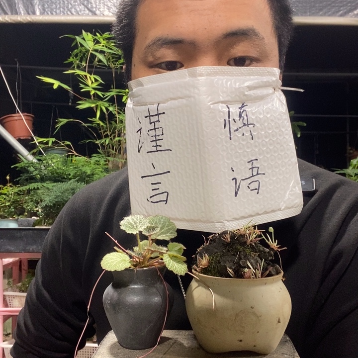 以实际为准盆景绿植盆栽5