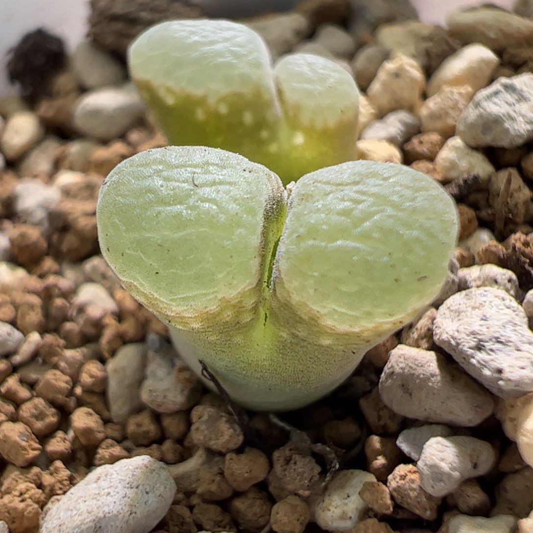 1453.9樱花大小窗特价61。  