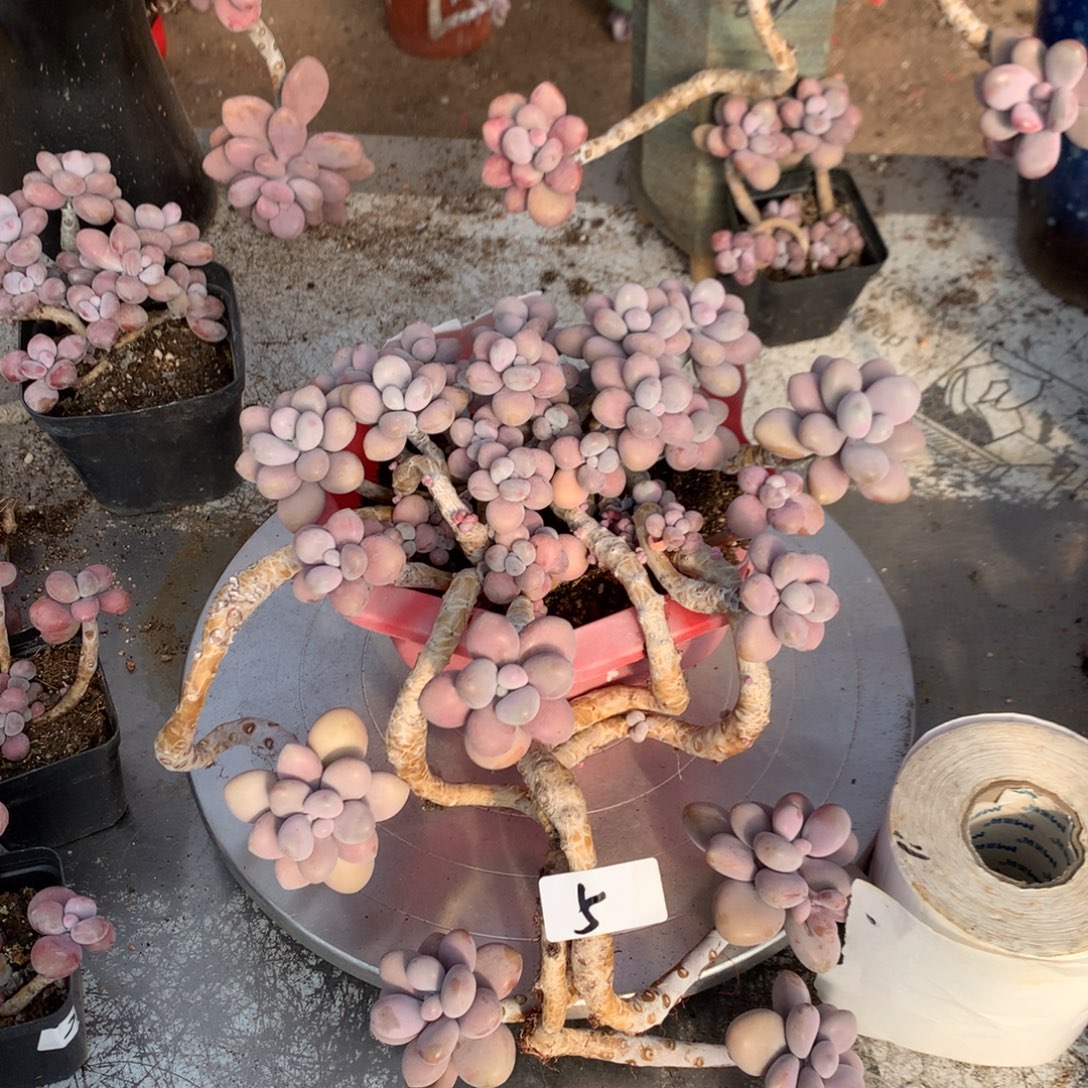 桃蛋老桩不带盆5号